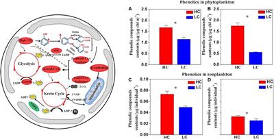 The Impacts of Ocean Acidification on Marine Food Quality and Its Potential Food Chain Consequences